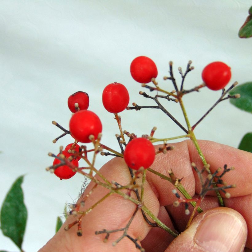 Himmelsbambus - Nandina domestica (Ernte)