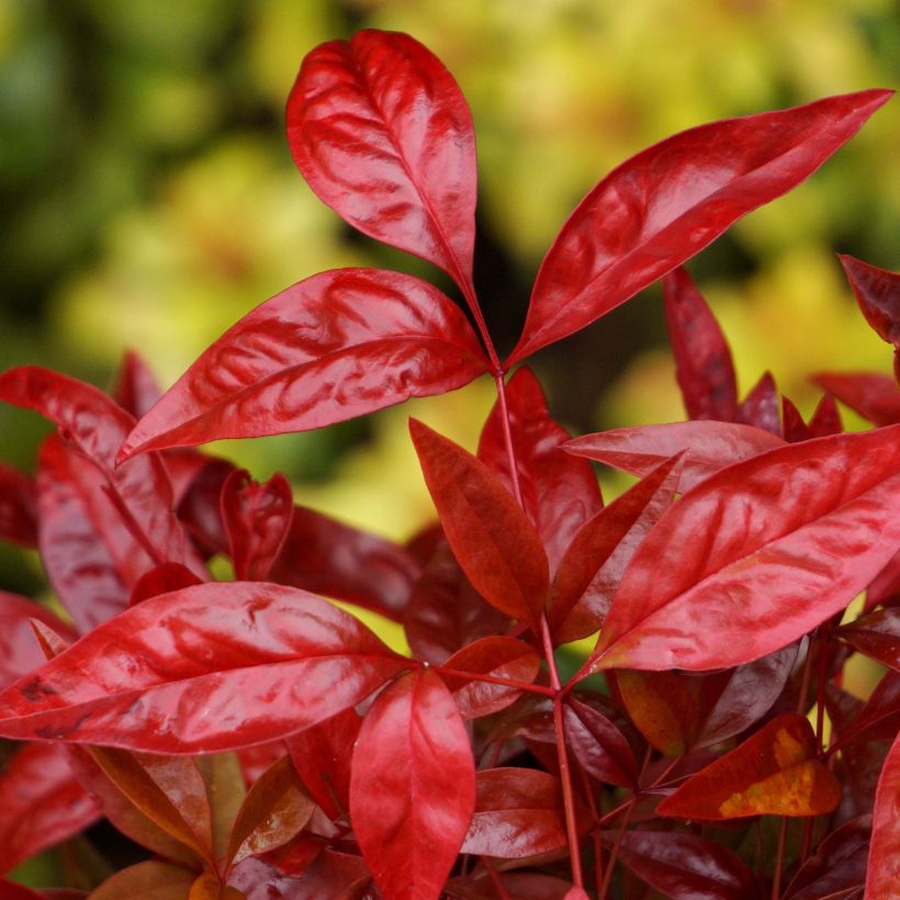 Nandina domestica Blush Pink - Himmelsbambus (Laub)