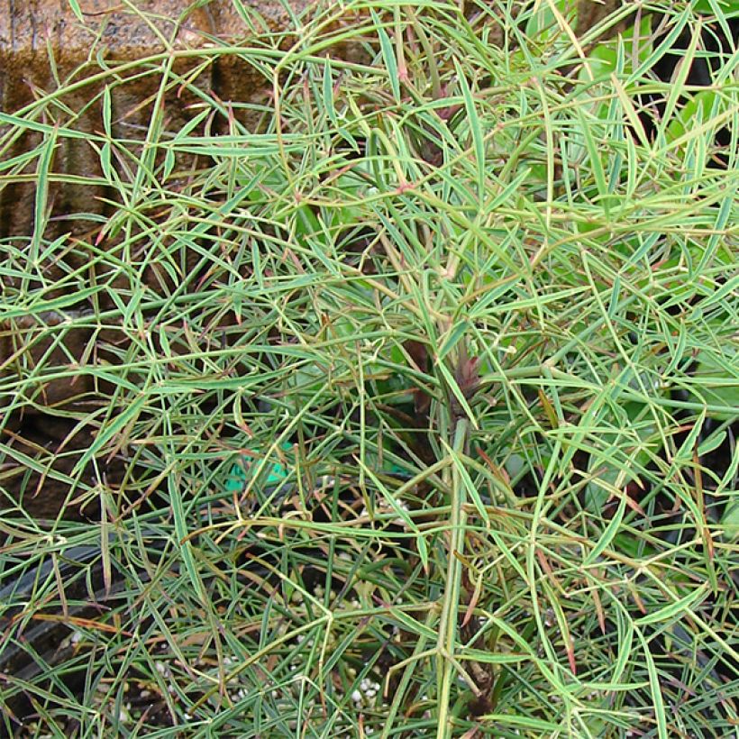 Nandina domestica Filamentosa - Himmelsbambus (Laub)