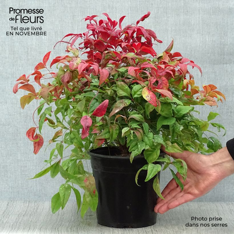 Exemplar von Nandina domestica Fire Power en pot de 4/5L wie im Herbst geliefert