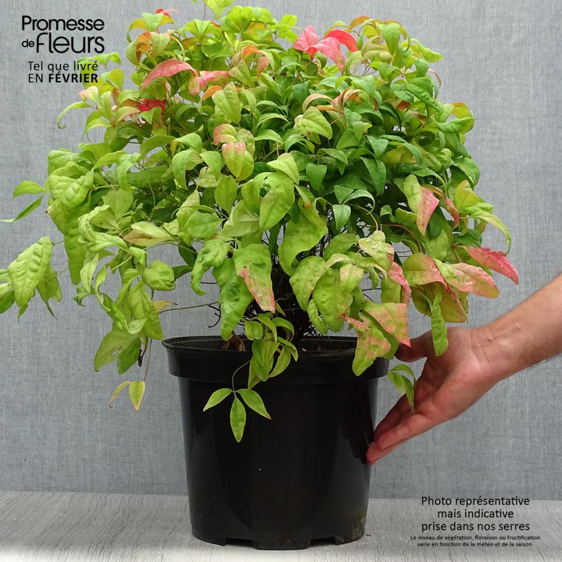 Exemplar von Nandina domestica Fire Power en pot de 7,5L/10L wie im Herbst geliefert