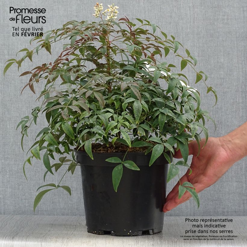 Exemplar von Nandina domestica Flirt - Bambou sacré nain Pot de 3L/4L wie im Herbst geliefert