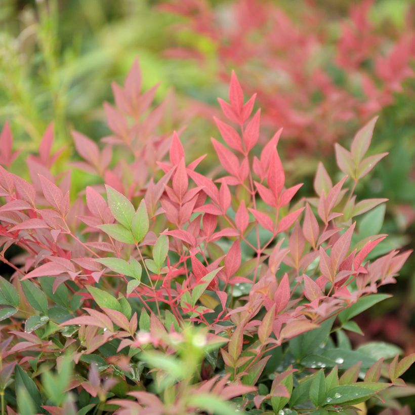 Nandina domestica Magical Sunrise - Himmelsbambus (Laub)