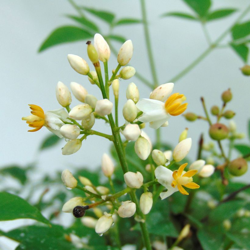 Nandina domestica Richmond - Himmelsbambus (Blüte)