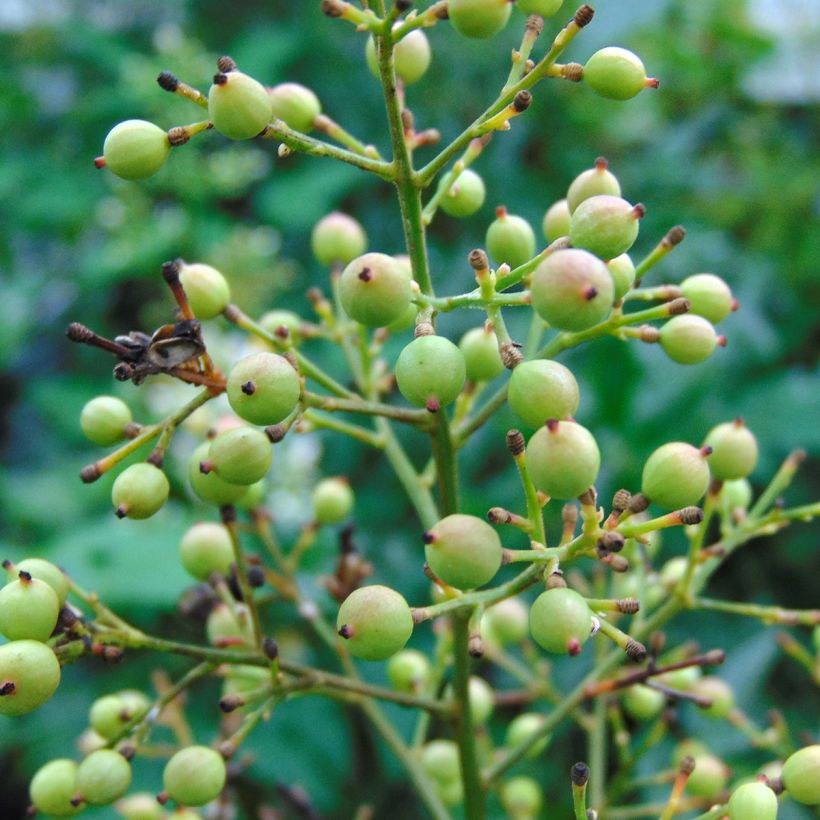 Nandina domestica Richmond - Himmelsbambus (Ernte)