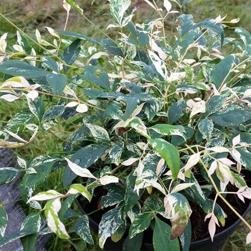 Nandina domestica Twilight - Himmelsbambus (Laub)