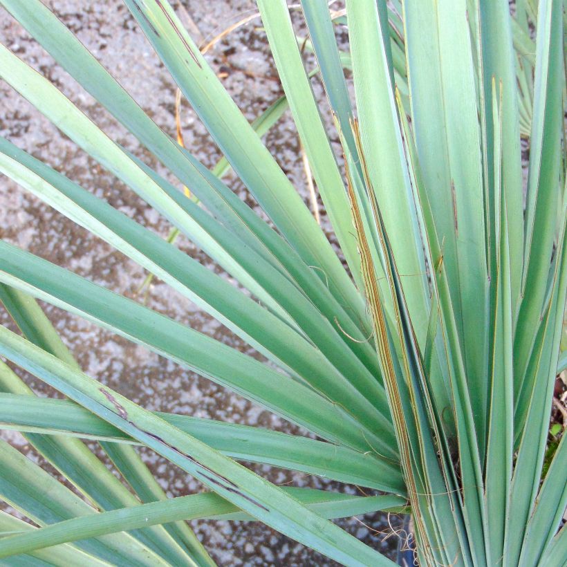 Nannorrhops ritchiana Silver - Mazari-Palme (Laub)