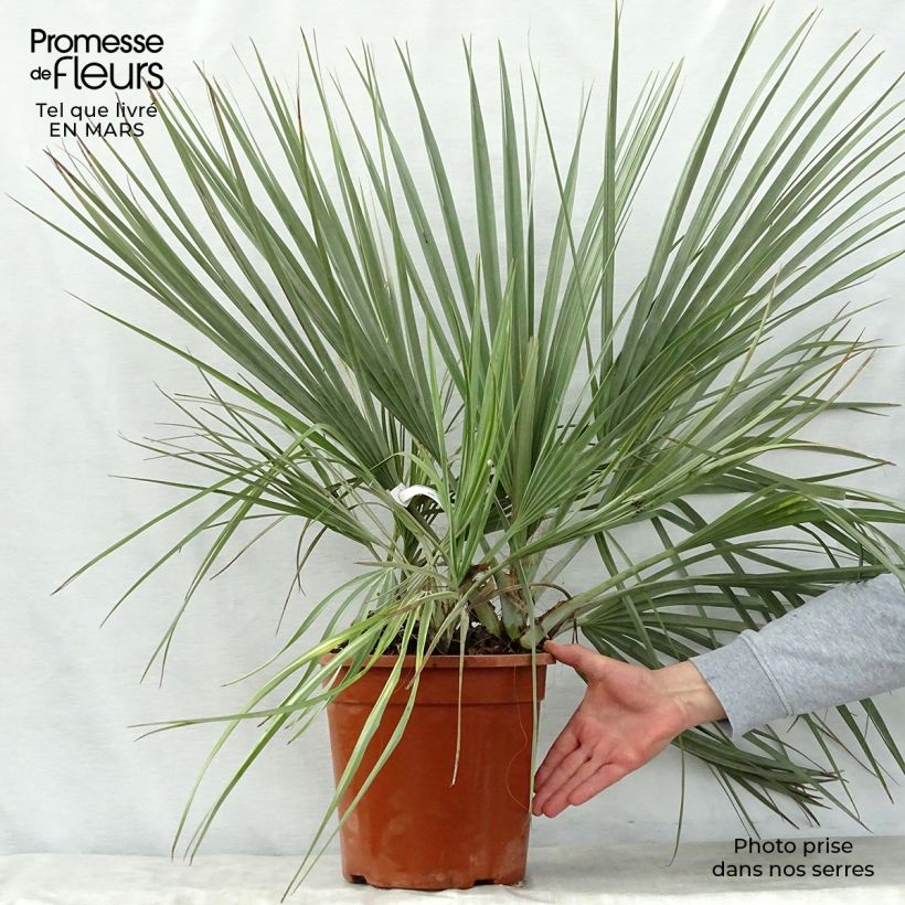 Exemplar von Nannorrhops ritchiana Silver - Mazari-Palme wie im Frühjahr geliefert