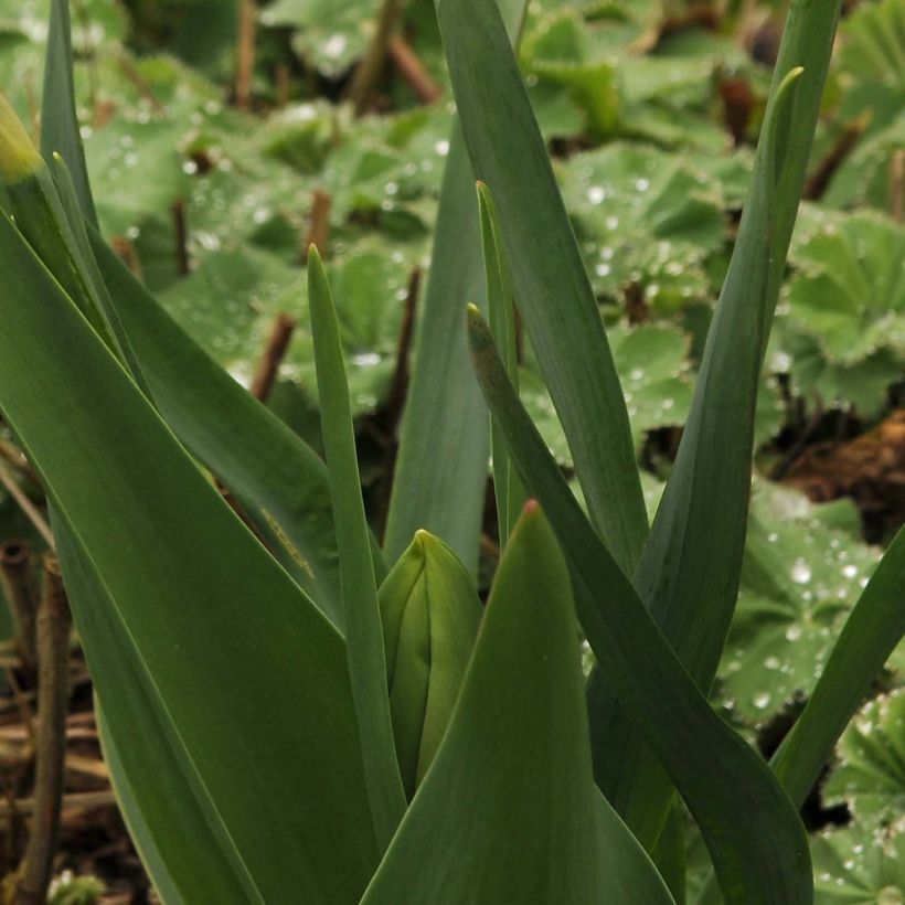 Narcissus Audubon (Laub)