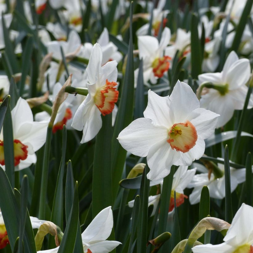 Narcissus Audubon (Blüte)