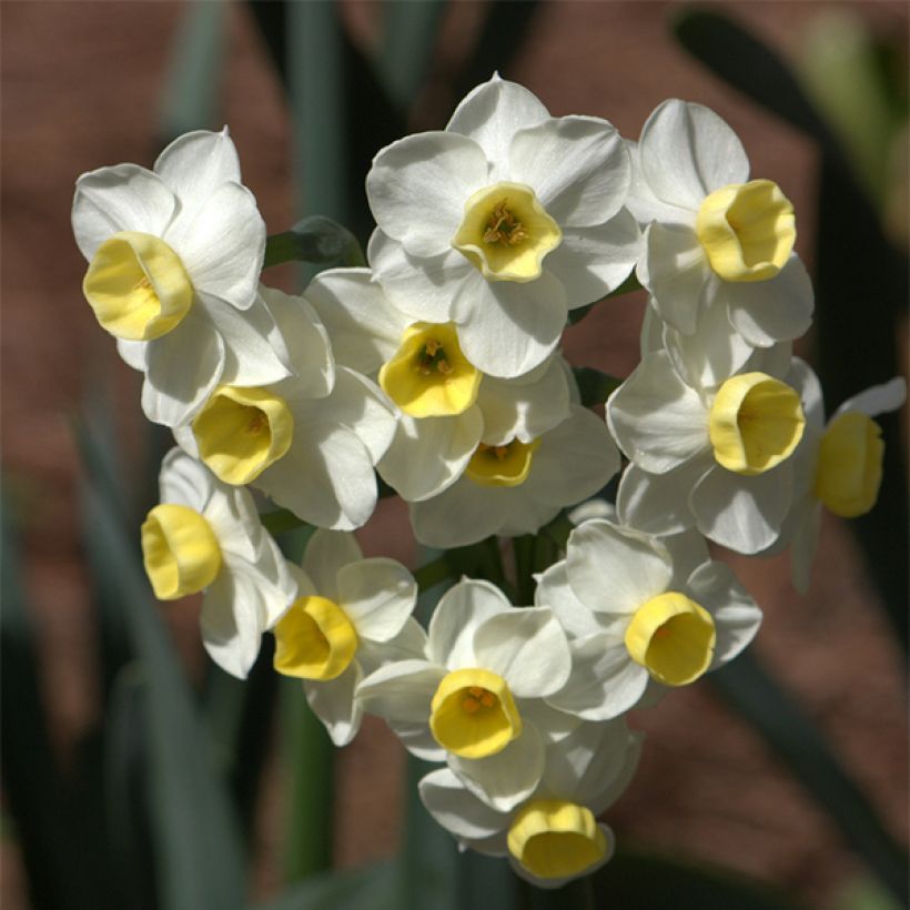 Narcissus tazetta Avalanche (Blüte)