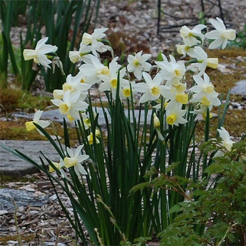 Narcissus Bella Estrella (Blüte)