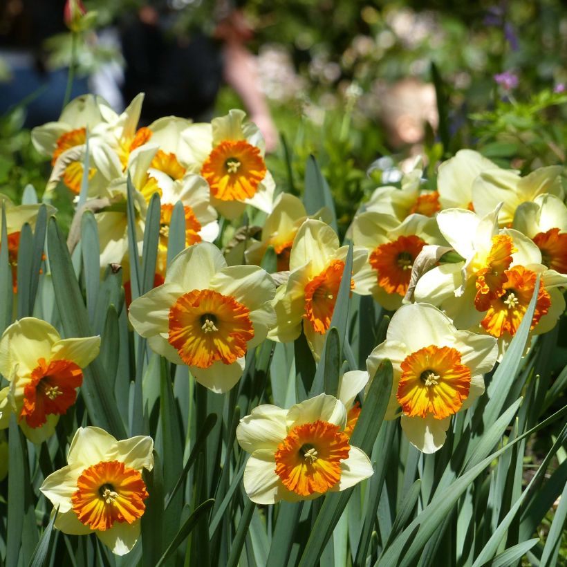 Narcissus Berlin (Blüte)