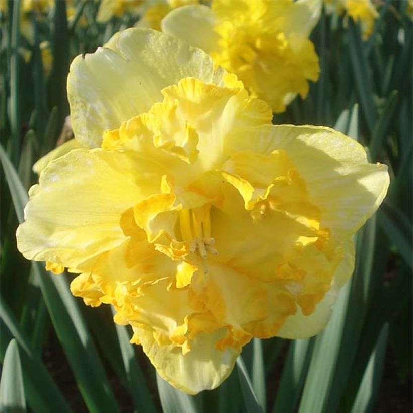 Narcissus Blazing Starlet (Blüte)