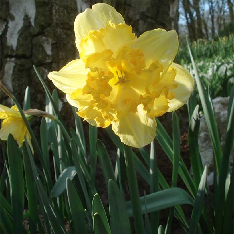 Narcissus Blazing Starlet (Hafen)