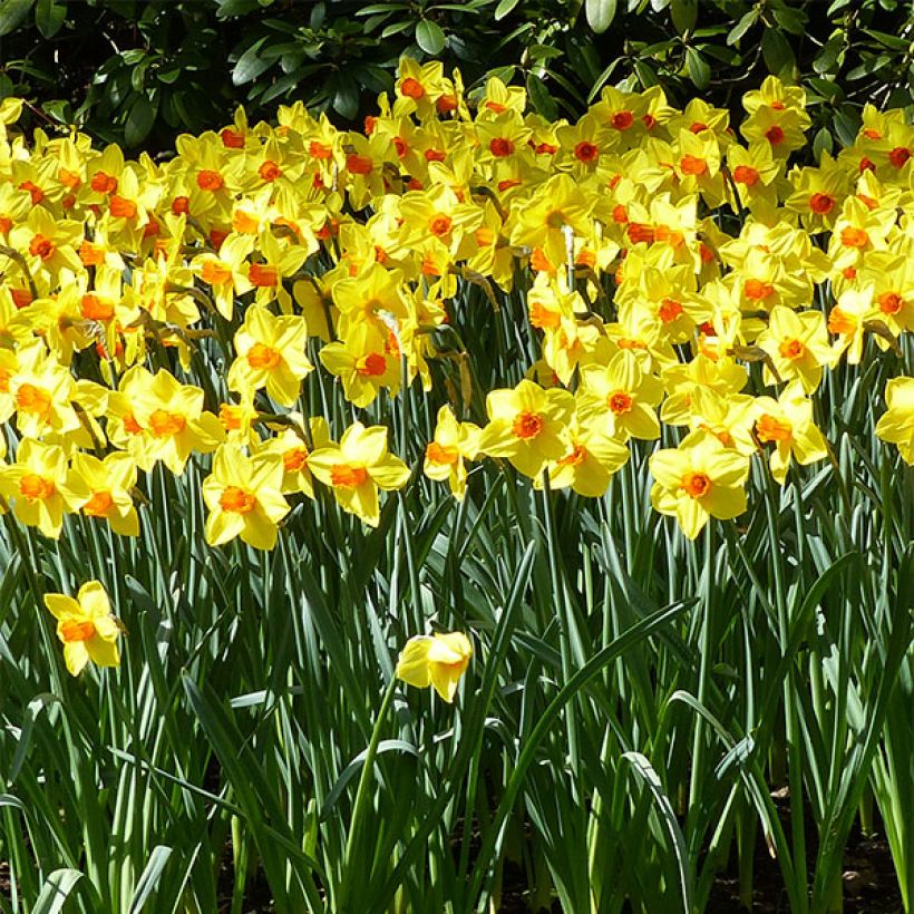 Narcissus Brackenhurst (Blüte)