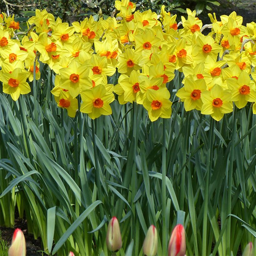 Narcissus Brackenhurst (Hafen)