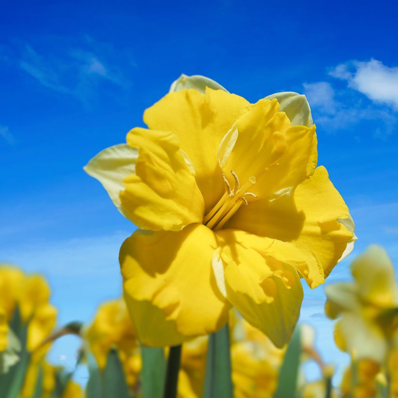 Narcissus Cassata (Blüte)