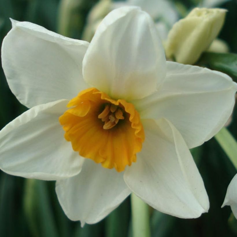 Narcissus tazetta Geranium (Blüte)