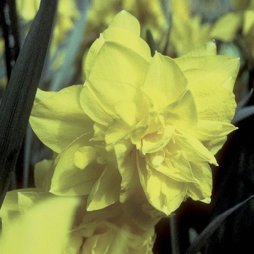 Narcissus Golden Ducat (Blüte)