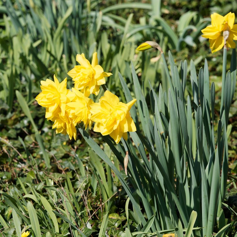 Narcissus Golden Ducat (Hafen)