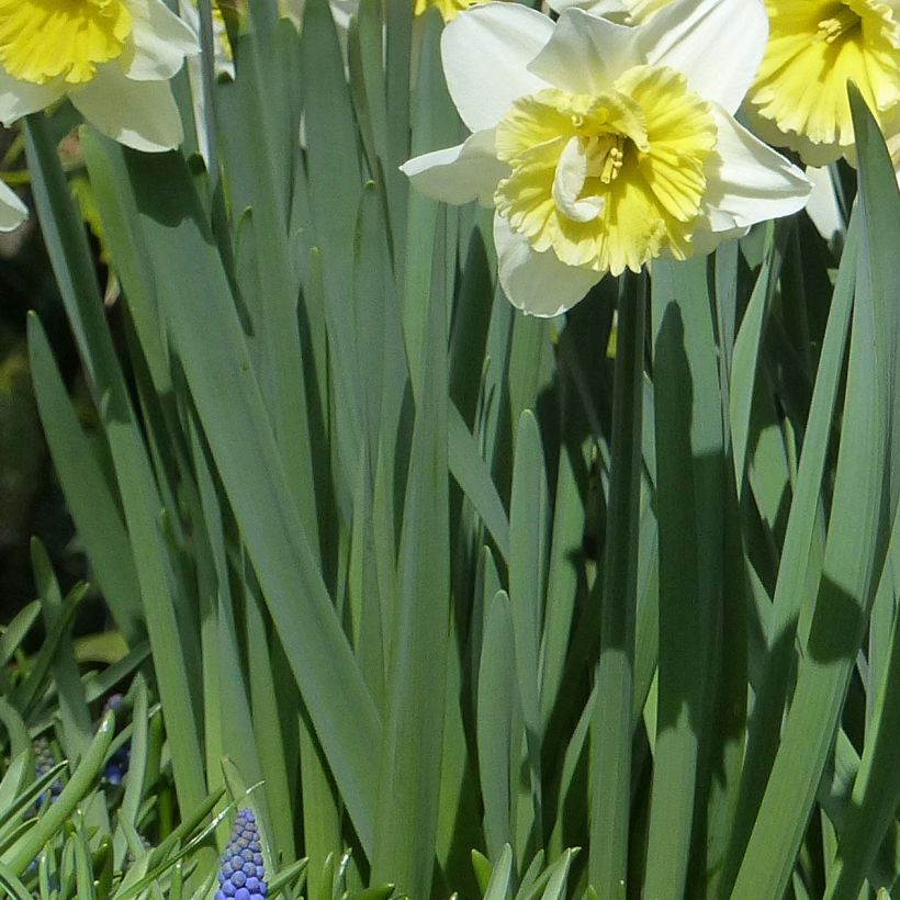 Narcissus Ice Follies (Laub)