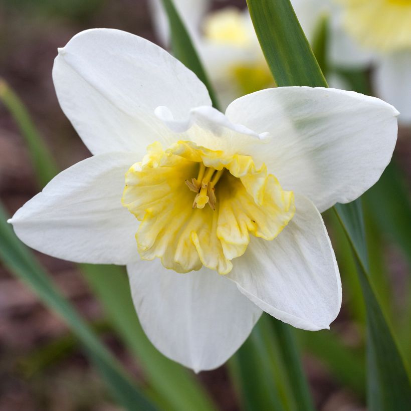 Narcissus Ice Follies (Blüte)