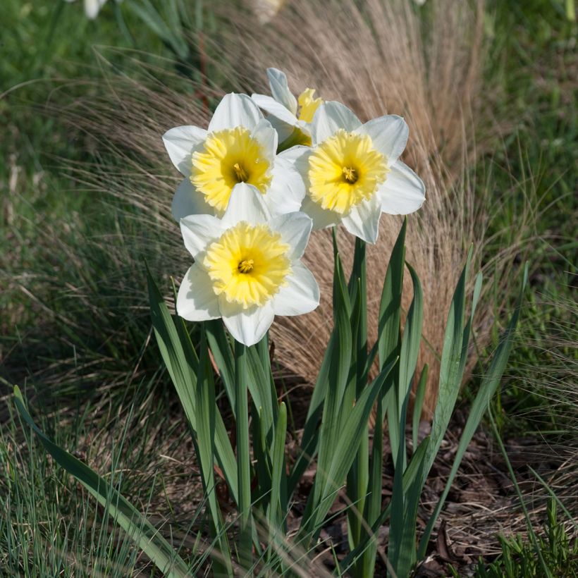 Narcissus Ice Follies (Hafen)