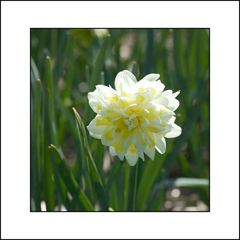 Narcissus Irene Coppeland (Blüte)