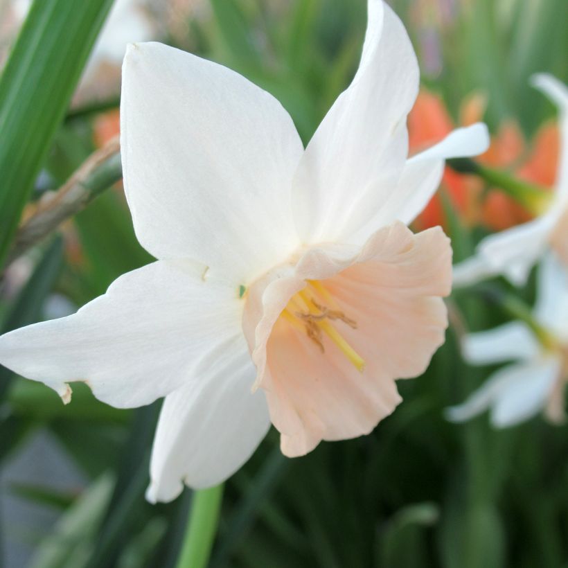 Narcissus Katie Heath (Blüte)