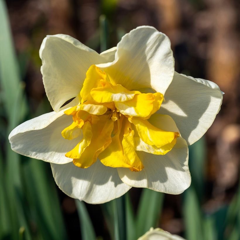 Narcissus Lemon Beauty (Blüte)