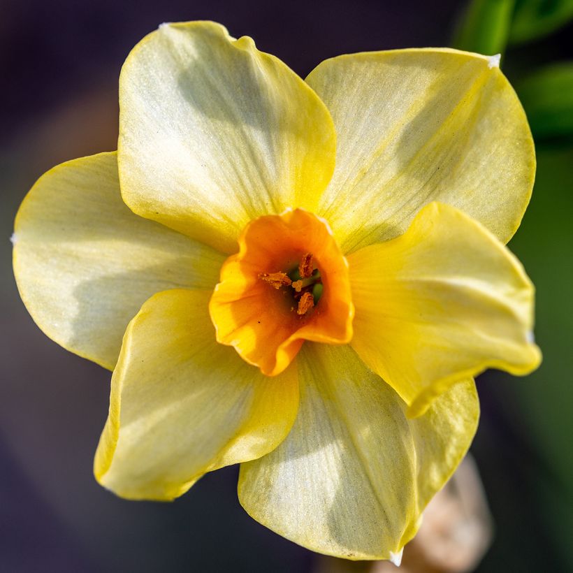 Narcissus Martinette (Blüte)