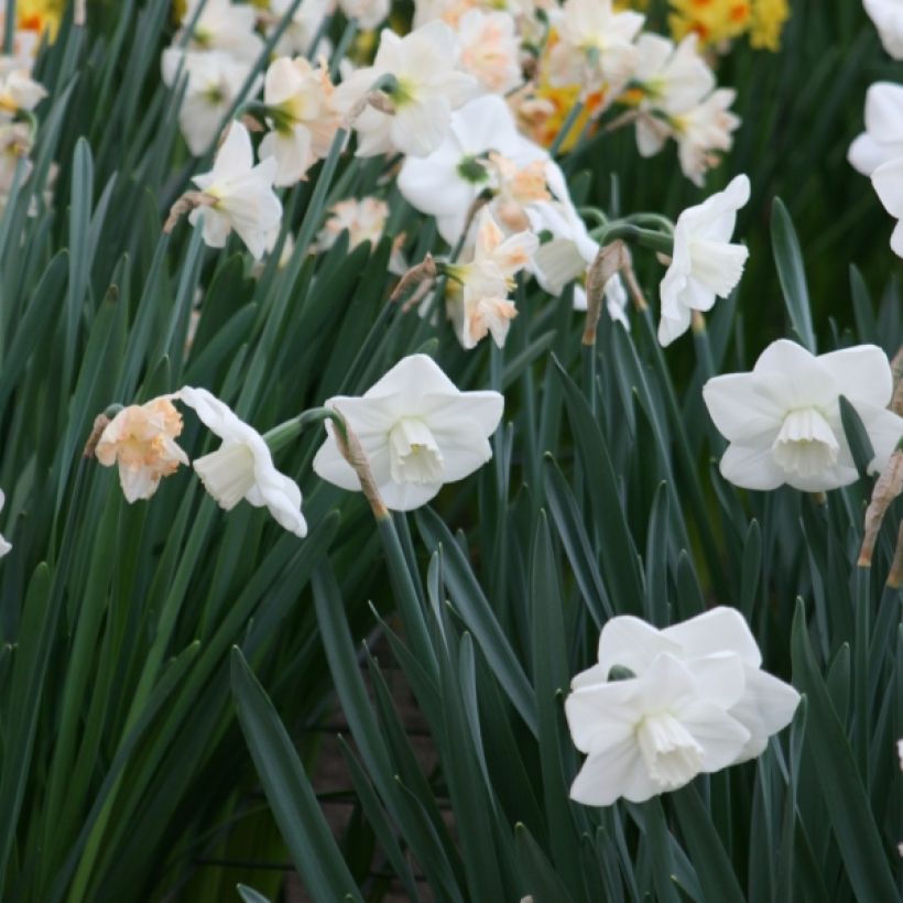 Narcissus Misty Glen (Hafen)