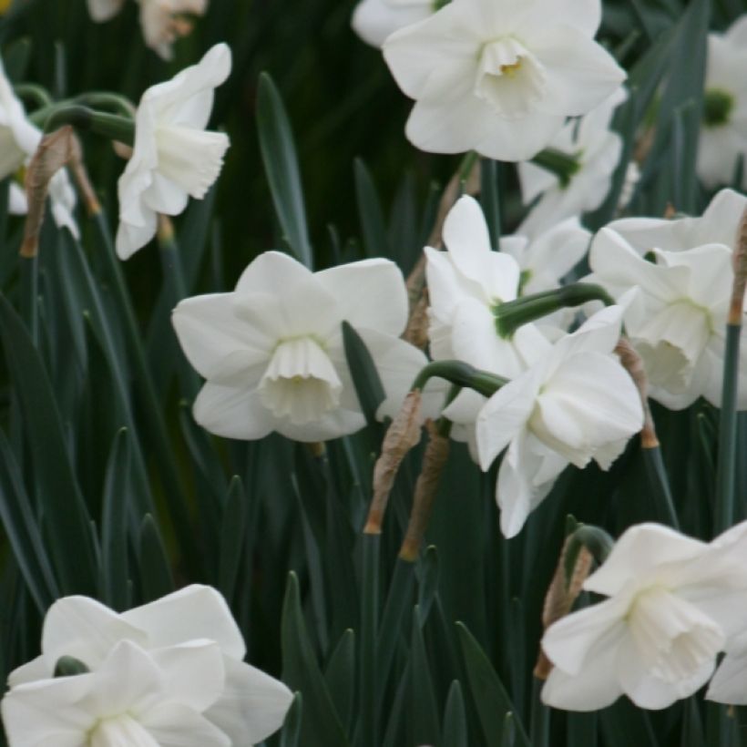 Narcissus Misty Glen (Blüte)