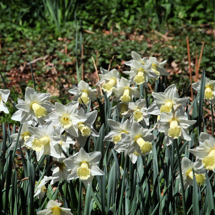 Narcissus Mount Hood (Hafen)