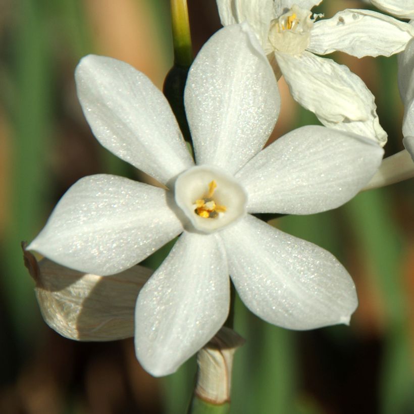 Narcissus papyraceus Paperwhite (Blüte)