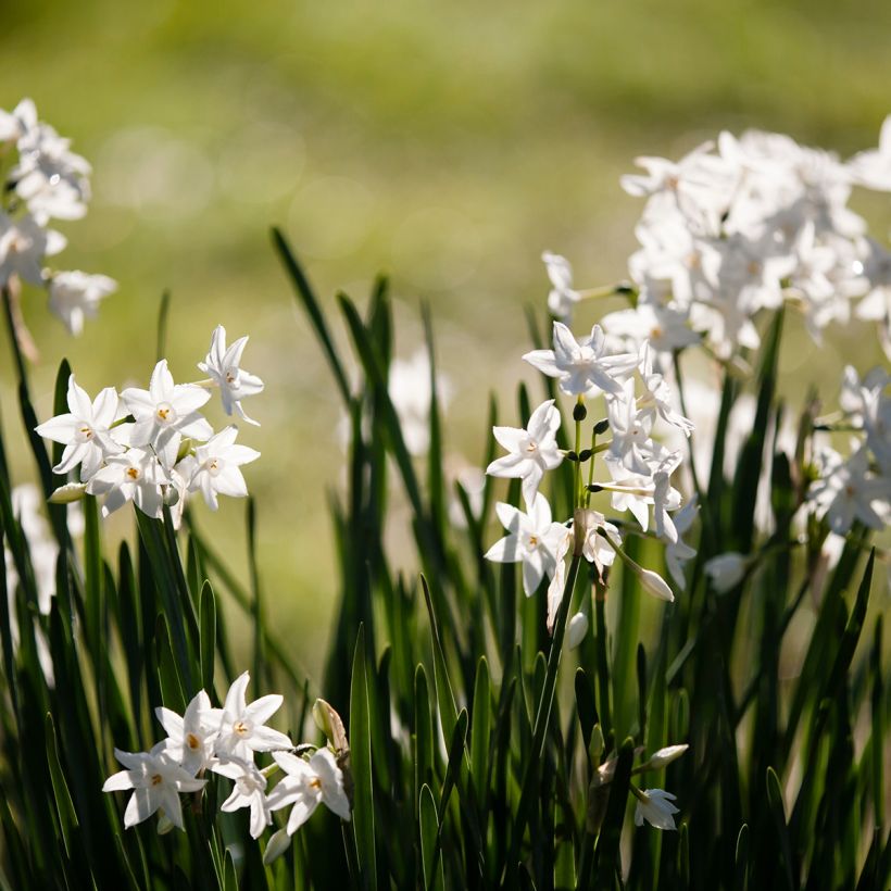 Narcissus papyraceus Paperwhite (Hafen)