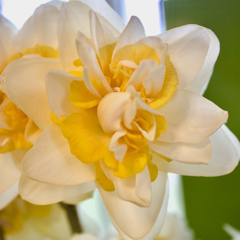 Narcissus Peach Cobbler (Blüte)