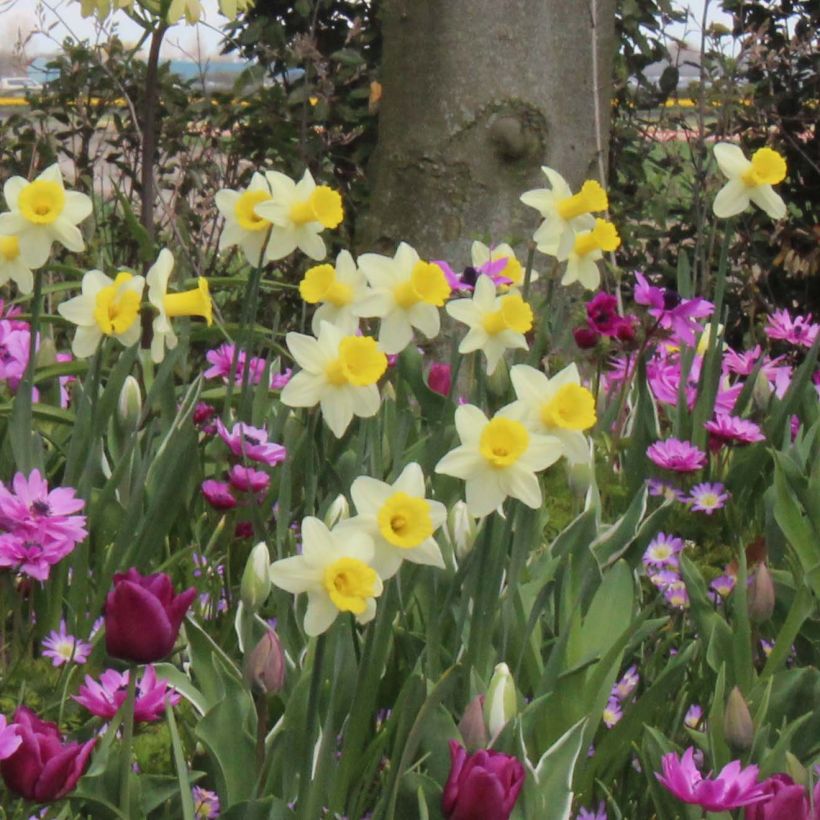 Narcissus cyclamineus Peeping Jenny (Hafen)