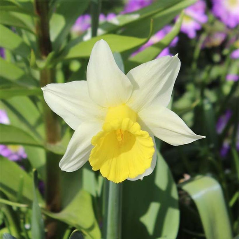 Narcissus cyclamineus Peeping Jenny (Blüte)