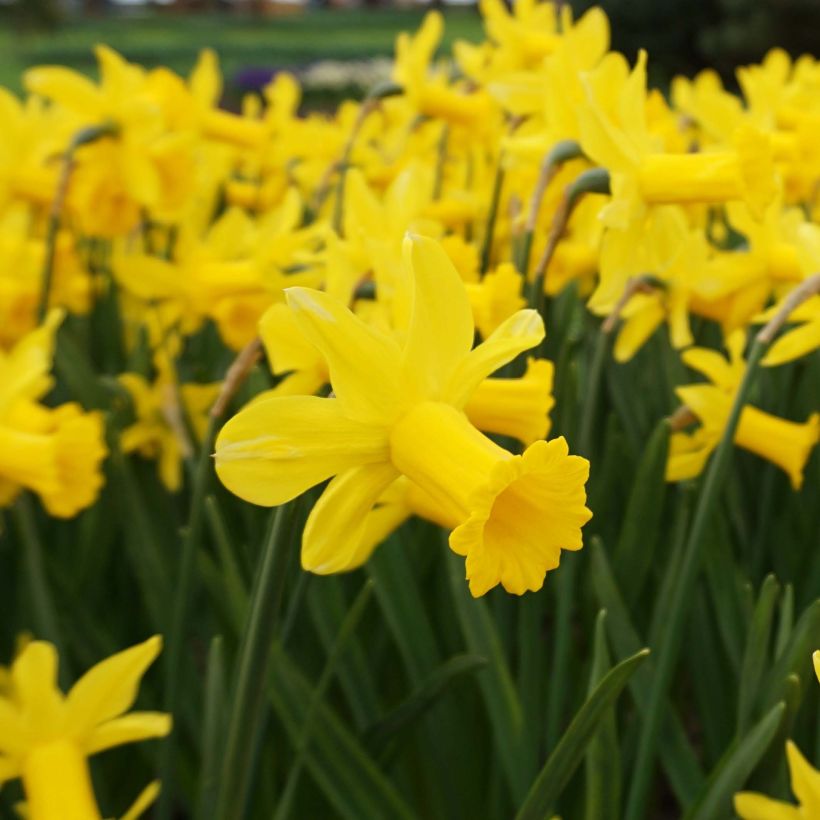 Narcissus cyclamineus Peeping Tom (Blüte)