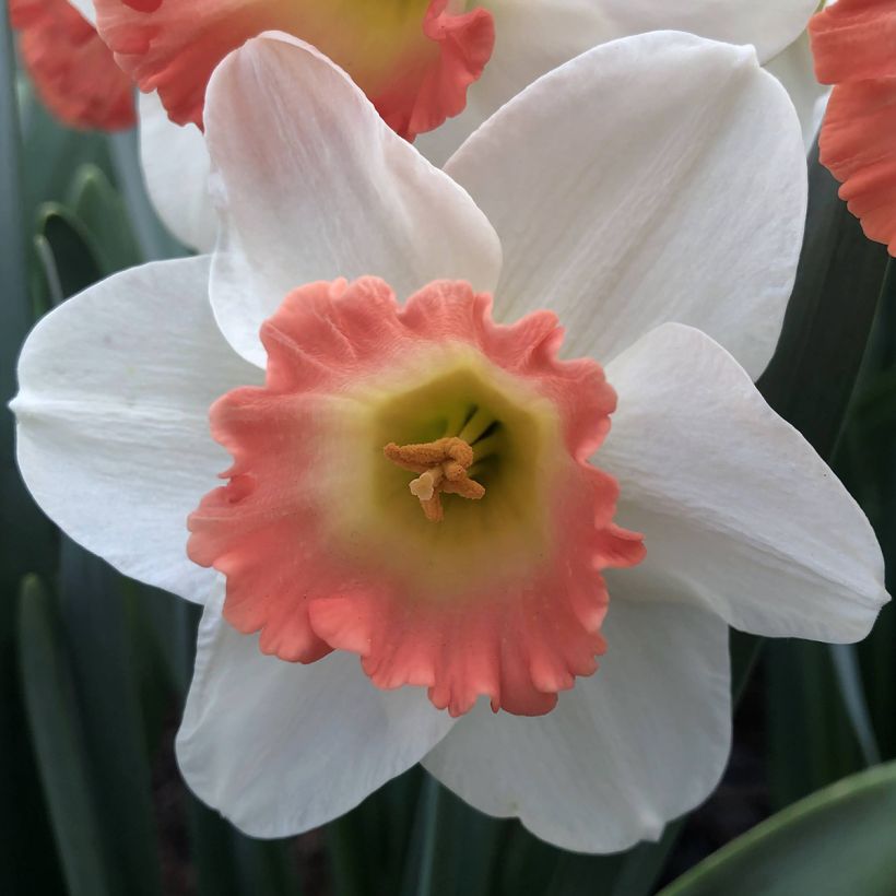 Narcissus Pink Charm (Blüte)