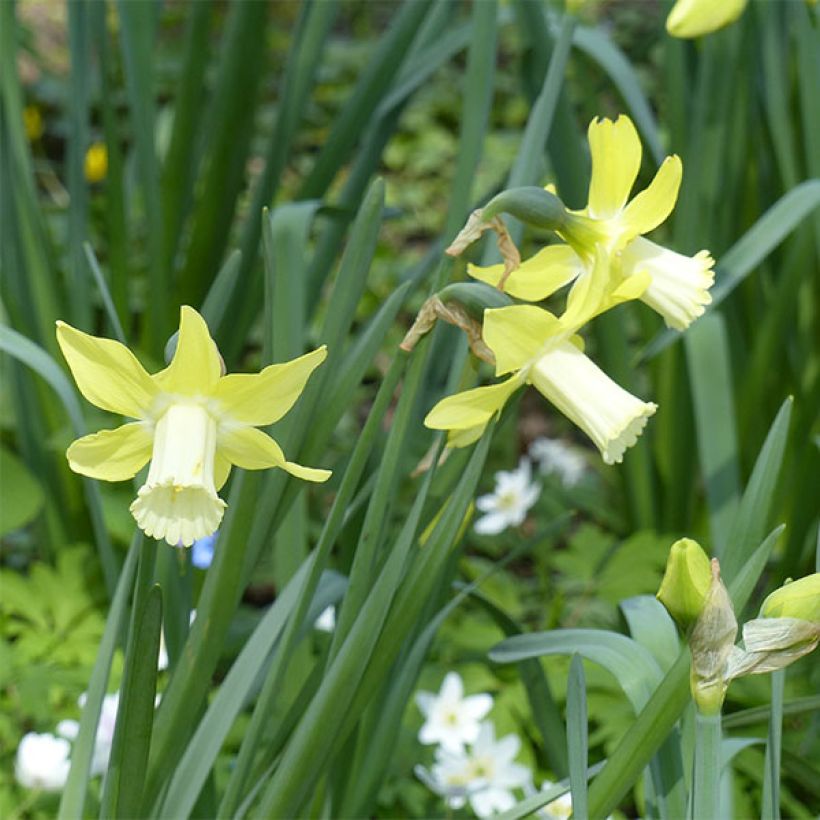 Narcissus Pipit (Blüte)