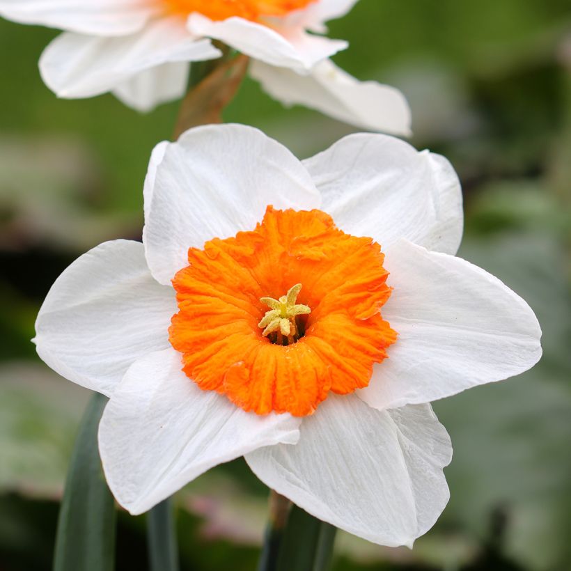 Narcissus Professor Einstein (Blüte)