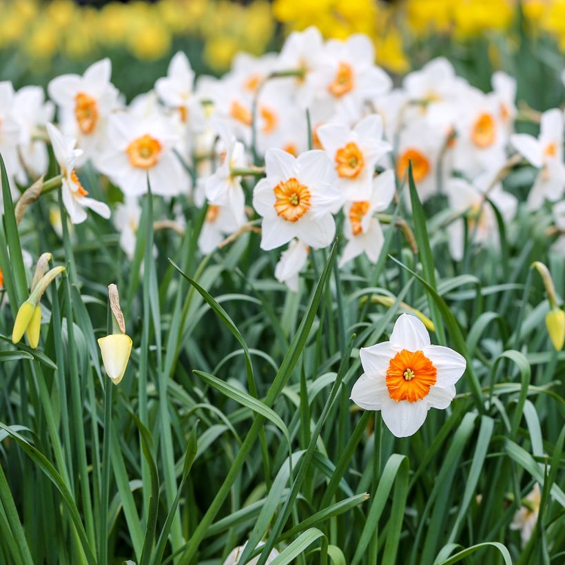 Narcissus Professor Einstein (Hafen)