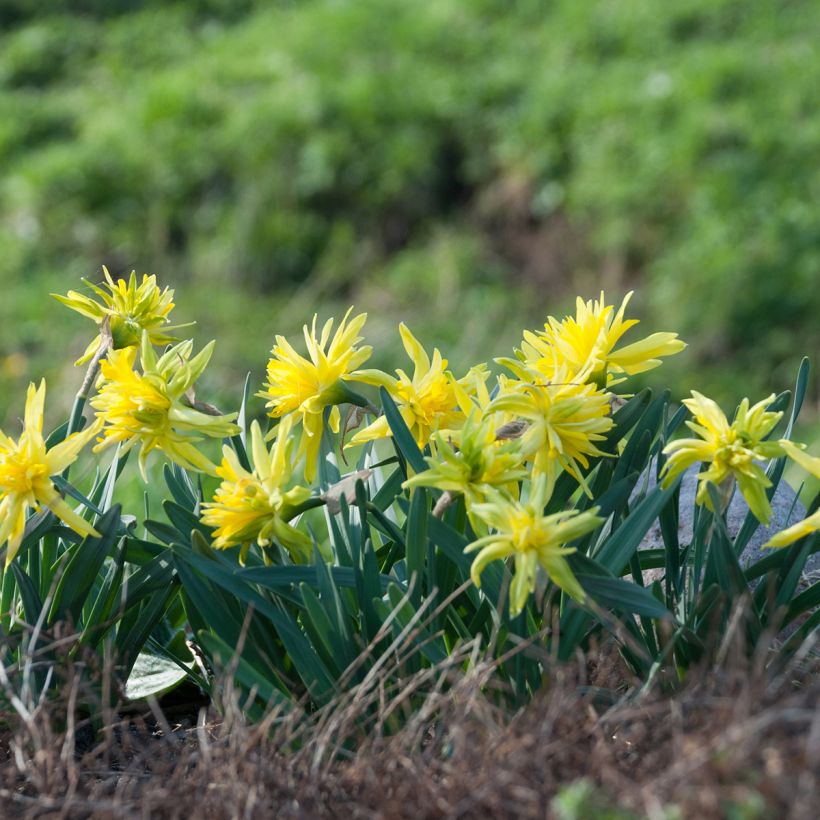 Narcissus Rip van Winkle (Hafen)