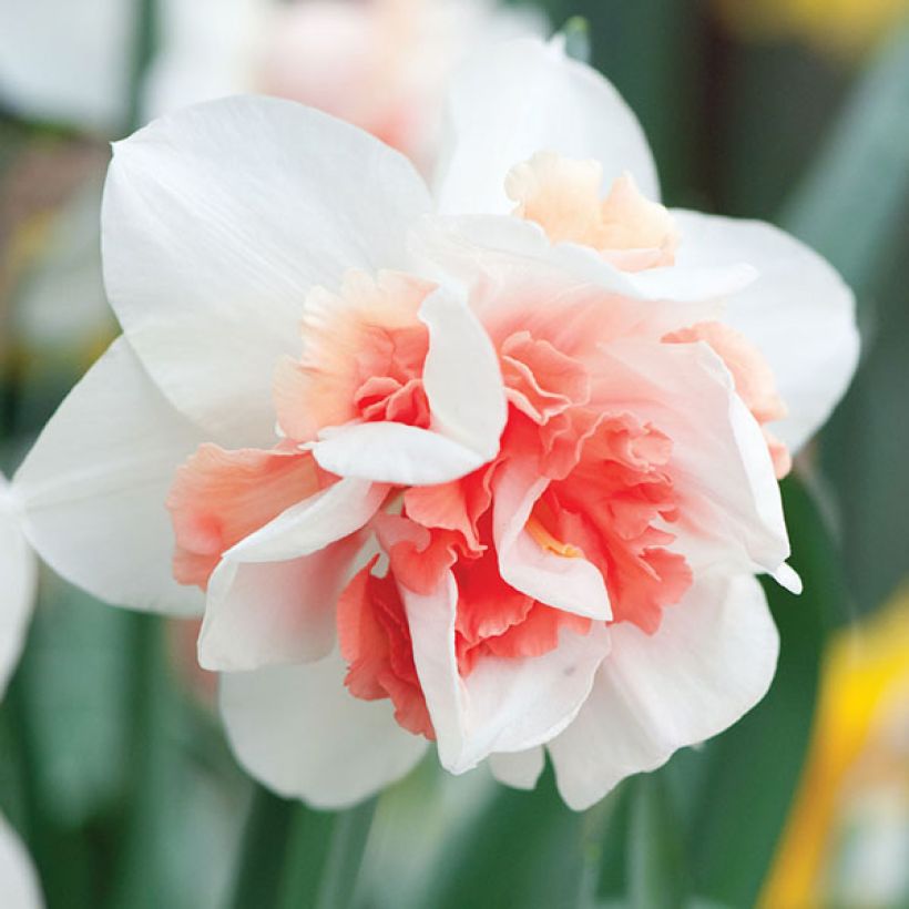 Narcissus Rosy Cloud (Blüte)