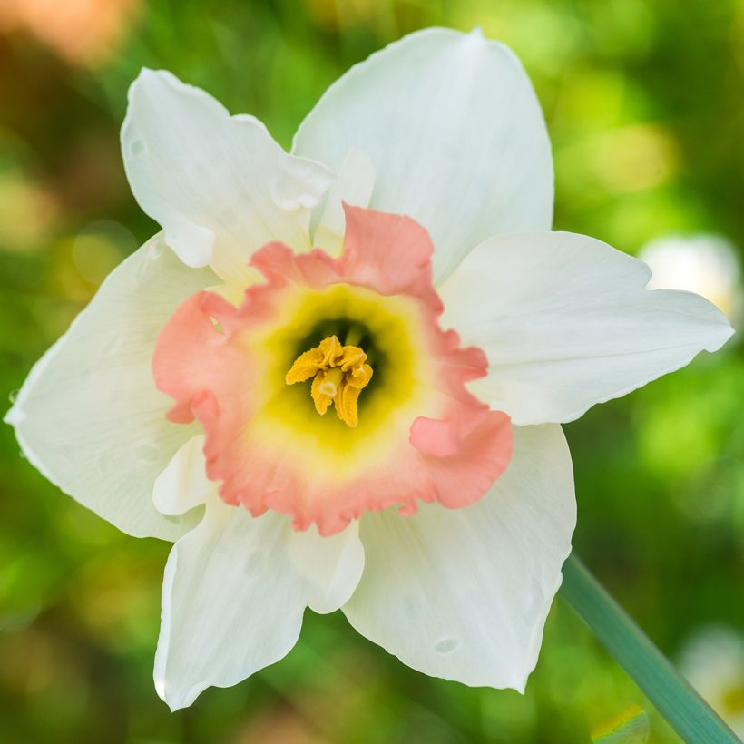 Narcissus Salomé (Blüte)