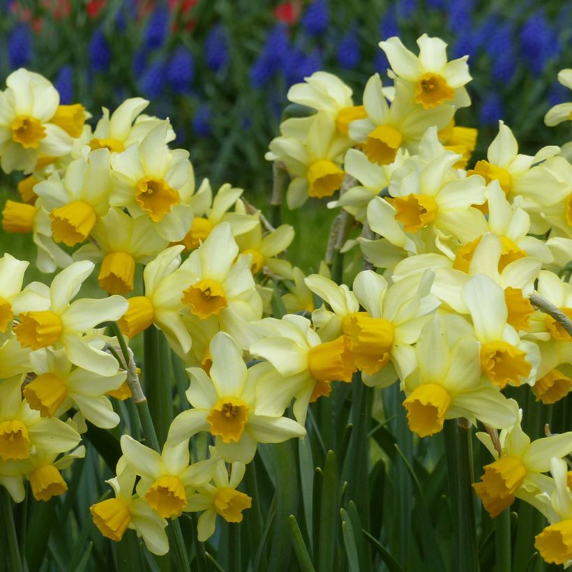 Narcissus Spring Sunshine (Blüte)