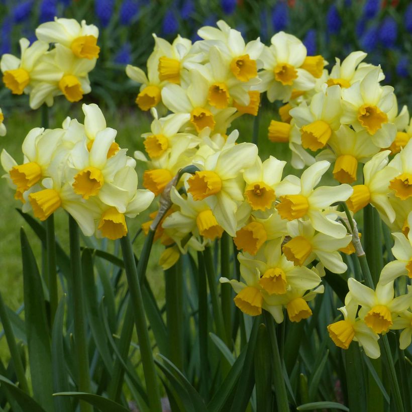 Narcissus Spring Sunshine (Hafen)